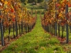 Weinberg im Herbst
