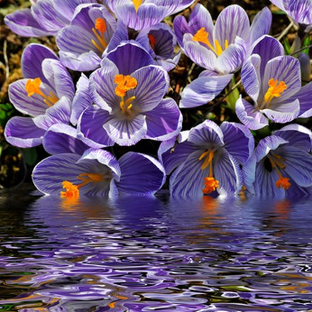 Fleurs bleues de crocus au dessus de l'eau, effet numérique