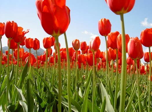 tulipes rouges fleurs de carqueiranne