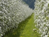 Apfelblüte 5