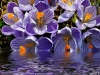Fleurs bleues de crocus au dessus de l'eau, effet numérique