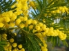 Mimosa