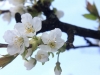 cherry blossom on spring