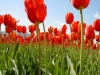 tulipes rouges fleurs de carqueiranne