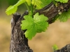 grapes in spring