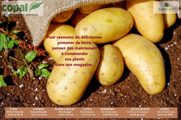 Pommes de terres - Copal Gamm Vert