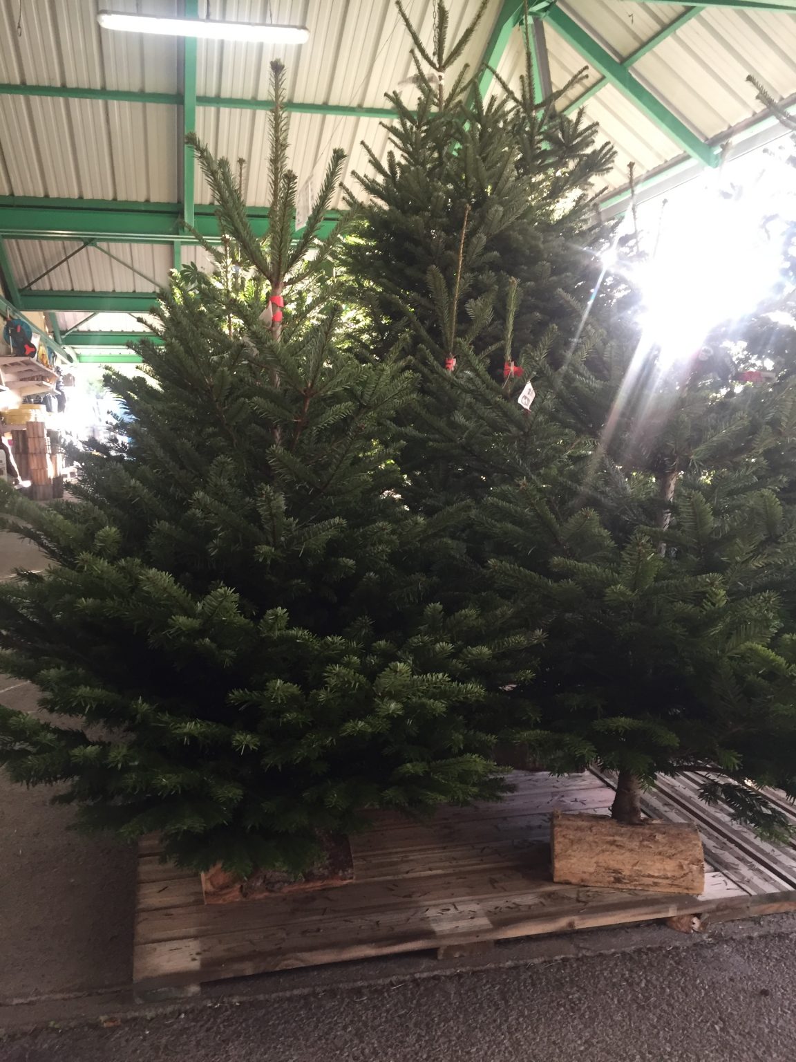 SAPINS DE NOEL Copal Gamm Vert