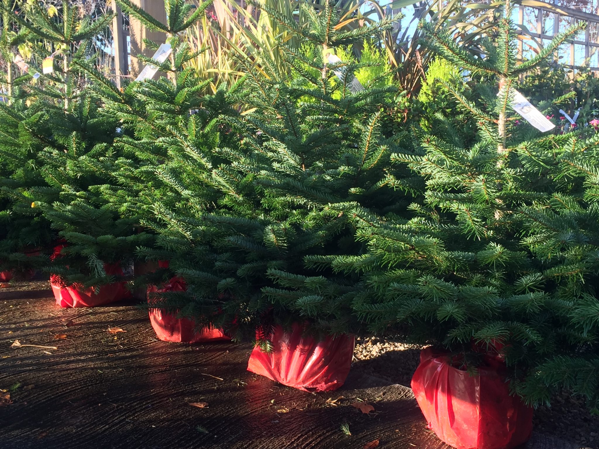 SAPINS DE NOEL Copal Gamm Vert